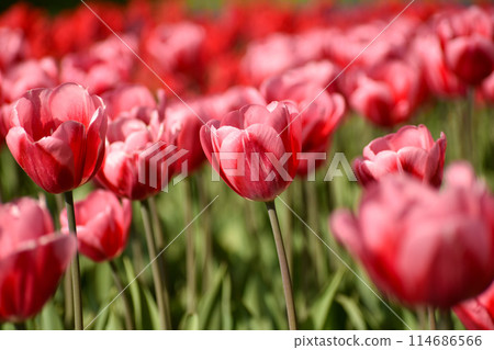 Apple-red tulips Apple-red tulips 114686566