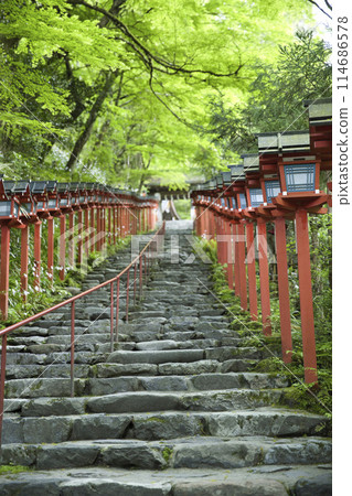Kifune Shrine South Approach Kasuga lanterns shining against the fresh greenery Vertical composition 4 Kifune Shrine South Approach Kasuga lanterns shining against the fresh greenery Vertical composition 4 114686578