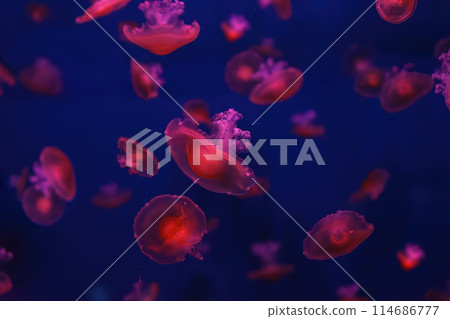 Mediterranean jellyfish, Cotylorhiza tuberculata or fried egg jellyfish swimming in aquarium Mediterranean jellyfish, Cotylorhiza tuberculata or fried egg jellyfish swimming in aquarium 114686777