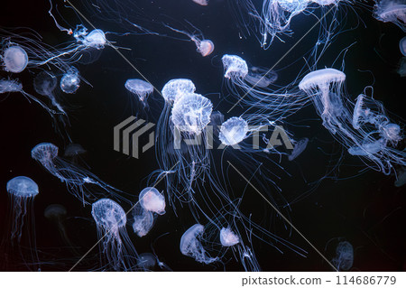Group of Atlantic sea nettle jellyfish floating in illuminated aquarium 114686779