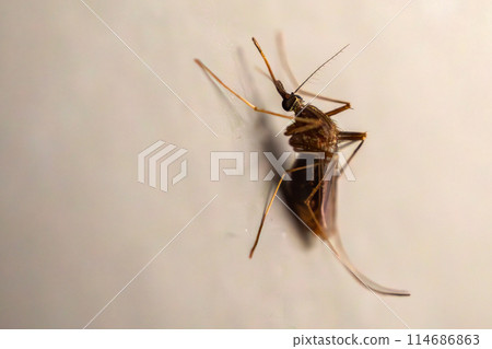 Mosquito on the wall background close up 114686863