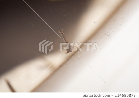 Mosquito larvae in stagnant water close up Mosquito larvae in stagnant water close up 114686872