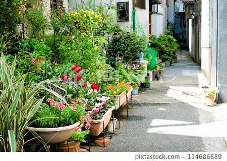 路邊擺放的花盆 114686889