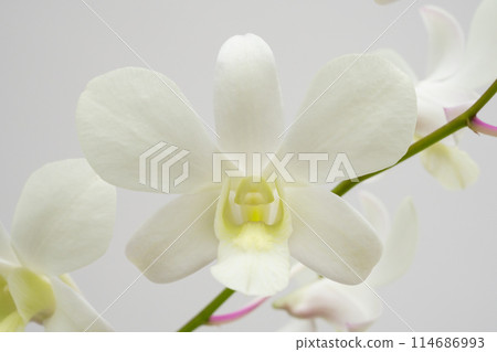 Beautiful Orchid flower blooming in garden floral background 114686993