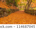 秋葉落葉 114687045