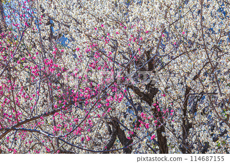 Plum blossoms in the plum grove, Tokyo Plum blossoms in the plum grove, Tokyo 114687155