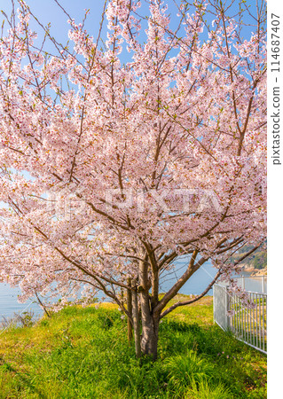 Cherry blossoms blooming at the roadside station "Mitsu" with a view of the Seto Inland Sea (Murozu, Mitsu-cho, Tatsuno-shi, Hyogo Prefecture) *Please indicate the location of the photo in the comments section of the work. 114687407