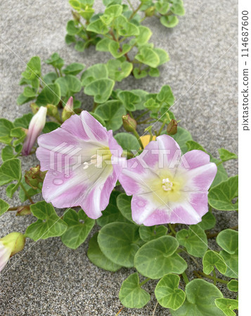 Sea morning glory (Beach morning glory) flower 114687600