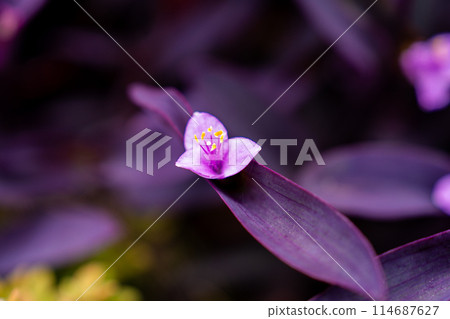 Murasakigoten Murasakigoten 114687627