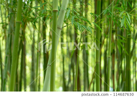 Bamboo growing in a bamboo forest Bamboo growing in a bamboo forest 114687630