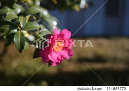 red camellia flower 114687770