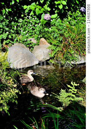Scenery of two ducks Scenery of two ducks 114687808