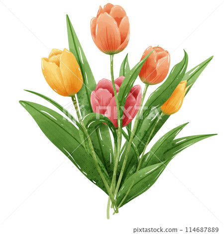 Handdrawn illustration watercolor colorful tulips bouquets arrangement Spring floral clipart greeting card bridal shower wedding invitation Botanical painting Handdrawn illustration watercolor colorful tulips bouquets arrangement Spring floral clipart greeting card bridal shower wedding invitation Botanical painting 114687889