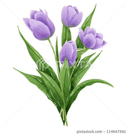 Handdrawn illustration watercolor colorful tulips bouquets arrangement Spring floral clipart greeting card bridal shower wedding invitation Botanical painting Handdrawn illustration watercolor colorful tulips bouquets arrangement Spring floral clipart greeting card bridal shower wedding invitation Botanical painting 114687892