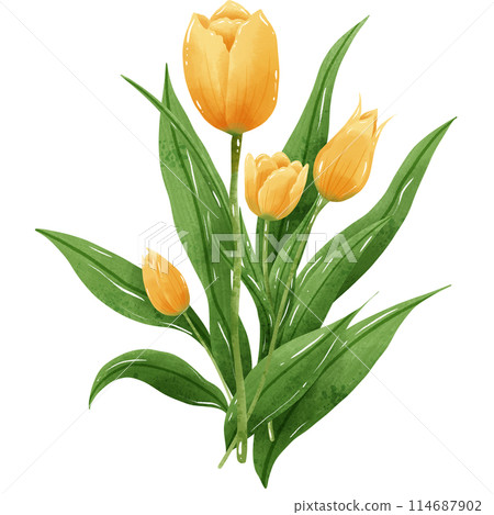 Handdrawn illustration watercolor colorful tulips bouquets arrangement Spring floral clipart greeting card bridal shower wedding invitation Botanical painting 114687902