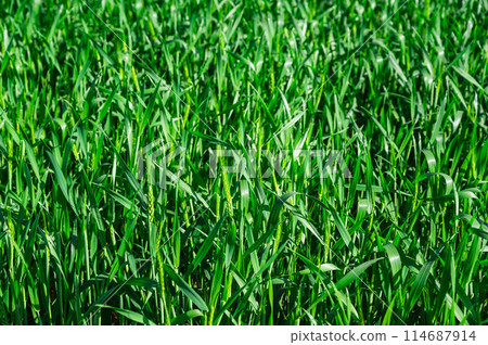 綠色的麥田 114687914