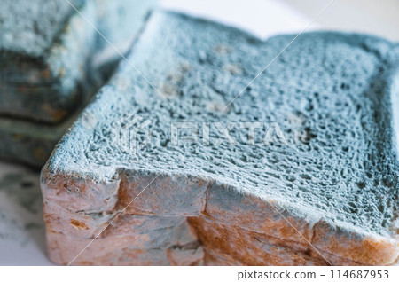 Moldy bread Moldy bread 114687953