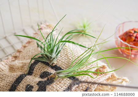 空氣植物 114688000