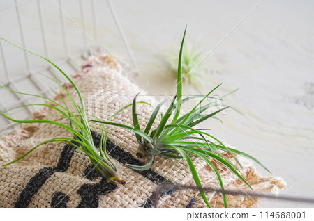 空氣植物 空氣植物 114688001