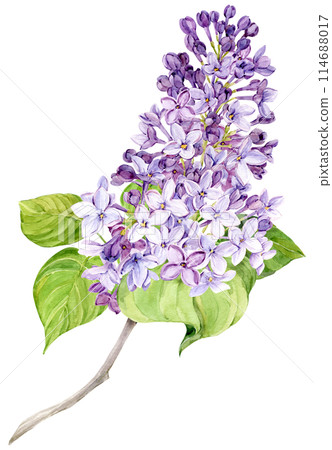 Watercolor illustration of lilac. Branch of purple syringa with leaves, flowers and buds. Fragrant spring flower on a transparent background. Botanical illustration for wedding invitation, greeting 114688017