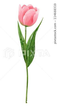 Handdrawn illustration watercolor pink tulip with green leaves Spring floral clipart greeting card bridal shower wedding invitation Botanical painting Handdrawn illustration watercolor pink tulip with green leaves Spring floral clipart greeting card bridal shower wedding invitation Botanical painting 114688310