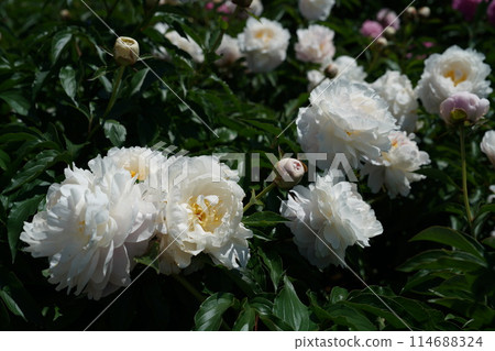 Button (white) 114688324