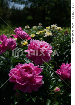 Button (light pink) Button (light pink) 114688439