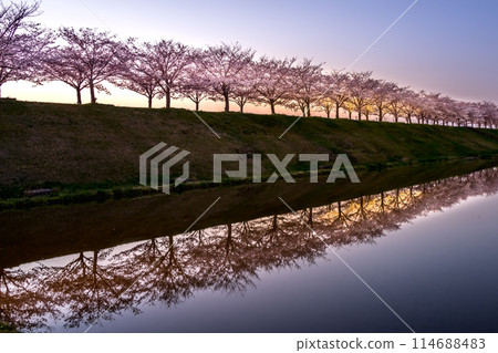 春天小野櫻花堤迴廊（兵庫縣小野市高田町）*照片位置在作品評論區 114688483