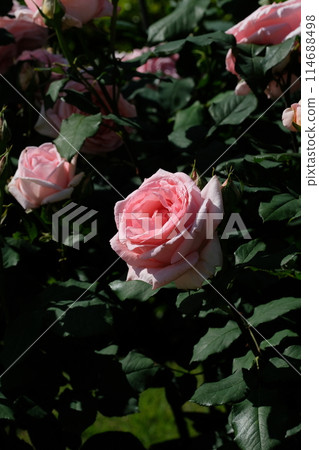 Pink rose Hamamirai Pink rose Hamamirai 114688498