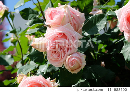 Pink rose Hamamirai 114688500