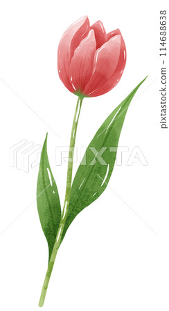 Handdrawn illustration watercolor red tulip with green leaves Spring floral clipart greeting card bridal shower wedding invitation Botanical painting 114688638