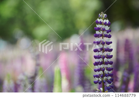 Lupine Lupine 114688779