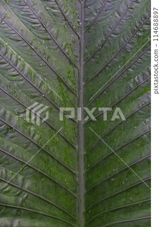 Water-Dappled on Green Leaf in Nature 114688897