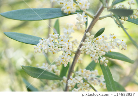 Olive flowers 114688927