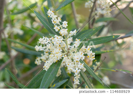 Olive flowers Olive flowers 114688929