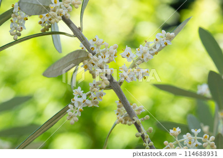 Olive flowers 114688931
