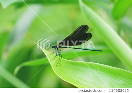 Hagorotorbo (male) 114688955