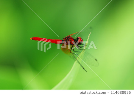 Hachijotombo (male) 114688956