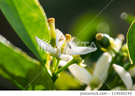 Detail of orange blossoms. Sustainable agriculture. 114689240