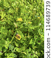 Wildflowers blooming in the field, yellow flowers, and a bee sucking nectar from them 114689739