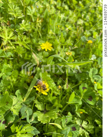 Wildflowers blooming in the field, yellow flowers, and a bee sucking nectar from them 114689739
