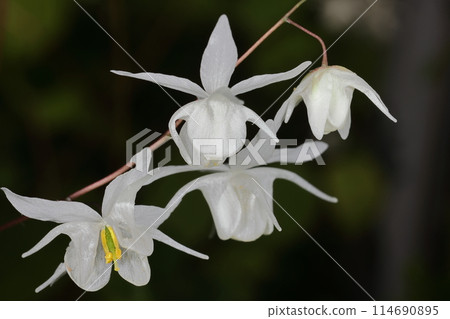 天然植物淫羊藿，因其花形似錨而得名。有四個朝下花瓣的花朵有四個收集花蜜的莖。 114690895