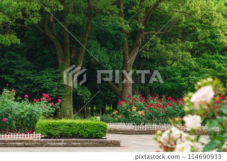 春天的莊內綠地公園，玫瑰盛開（愛知縣名古屋市） 114690933