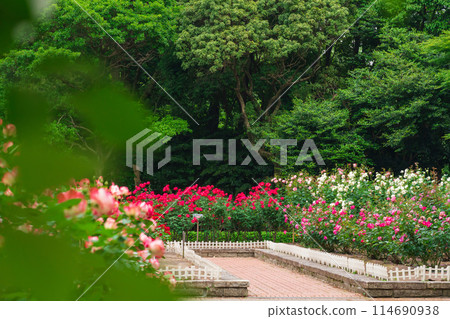 Shonai Green Park in spring, roses in full bloom (Nagoya, Aichi Prefecture) Shonai Green Park in spring, roses in full bloom (Nagoya, Aichi Prefecture) 114690938