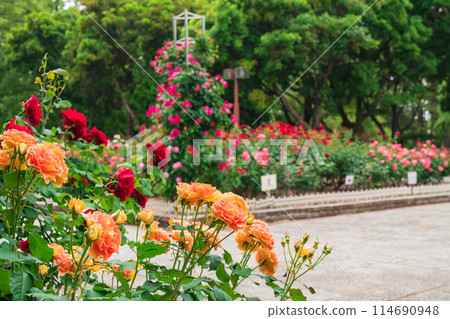 Shonai Green Park in spring, roses in full bloom (Nagoya, Aichi Prefecture) Shonai Green Park in spring, roses in full bloom (Nagoya, Aichi Prefecture) 114690948