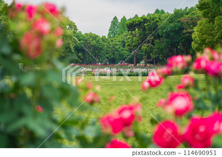 Shonai Green Park in spring, roses in full bloom (Nagoya, Aichi Prefecture) Shonai Green Park in spring, roses in full bloom (Nagoya, Aichi Prefecture) 114690951