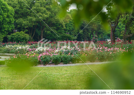 Shonai Green Park in spring, roses in full bloom (Nagoya, Aichi Prefecture) 114690952