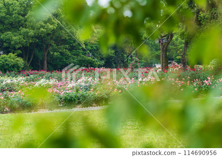 Shonai Green Park in spring, roses in full bloom (Nagoya, Aichi Prefecture) Shonai Green Park in spring, roses in full bloom (Nagoya, Aichi Prefecture) 114690956