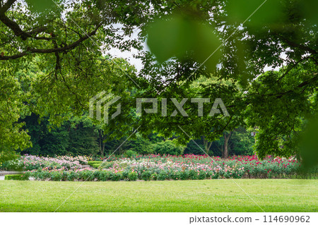 Shonai Green Park in spring, roses in full bloom (Nagoya, Aichi Prefecture) 114690962
