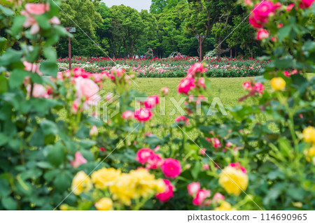Shonai Green Park in spring, roses in full bloom (Nagoya, Aichi Prefecture) 114690965